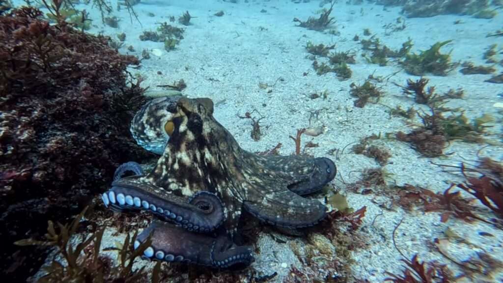 Curso de buceo Padi Open Water