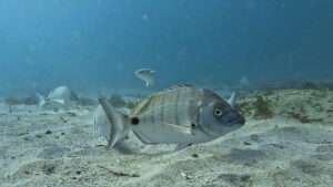 salidas buceo